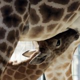 Selon l'Union internationale pour la conservation de la nature (UICN), les girafes étaient éteintes en Angola à la fin des années 1990, décimées par le braconnage, jusqu'à leur réintroduction au compte-gouttes dans le sud du pays à partir de 2015....